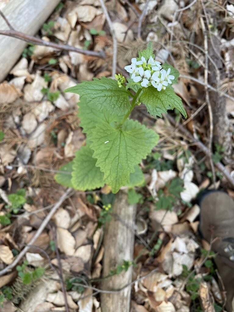 Wildpflanzen: Knoblauchsrauke