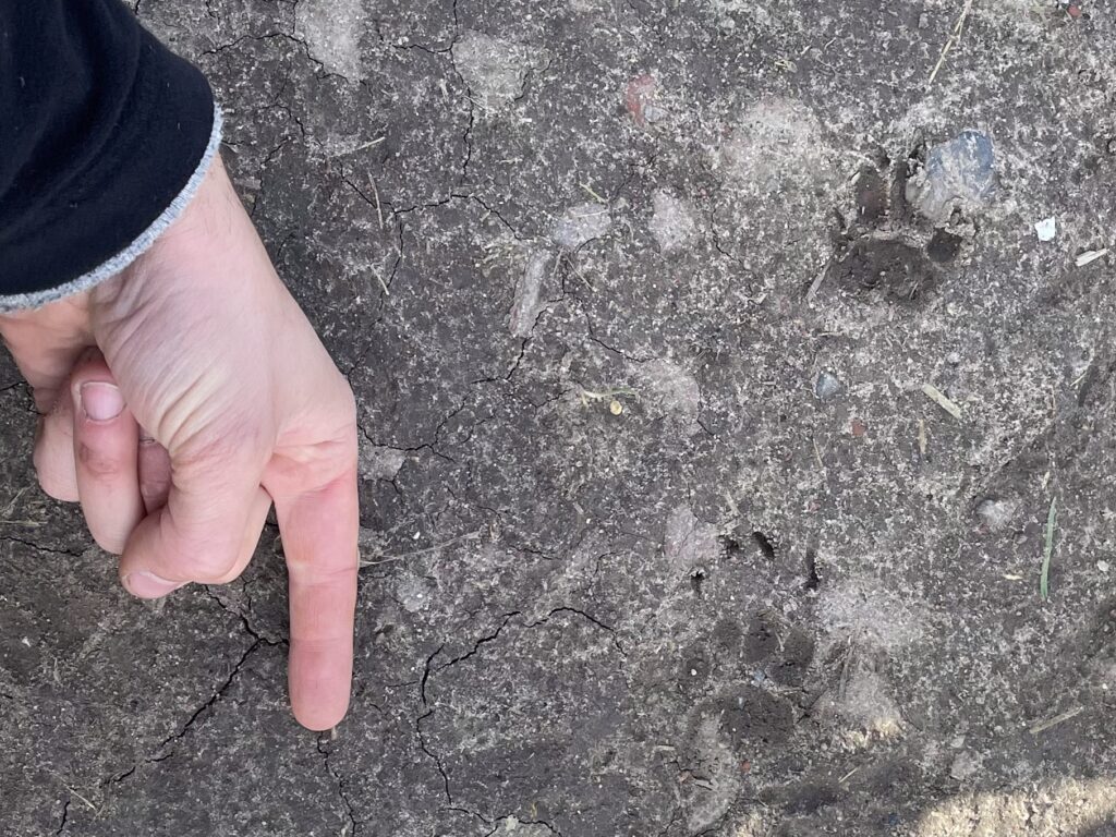 Trittsiegel eines Dachs