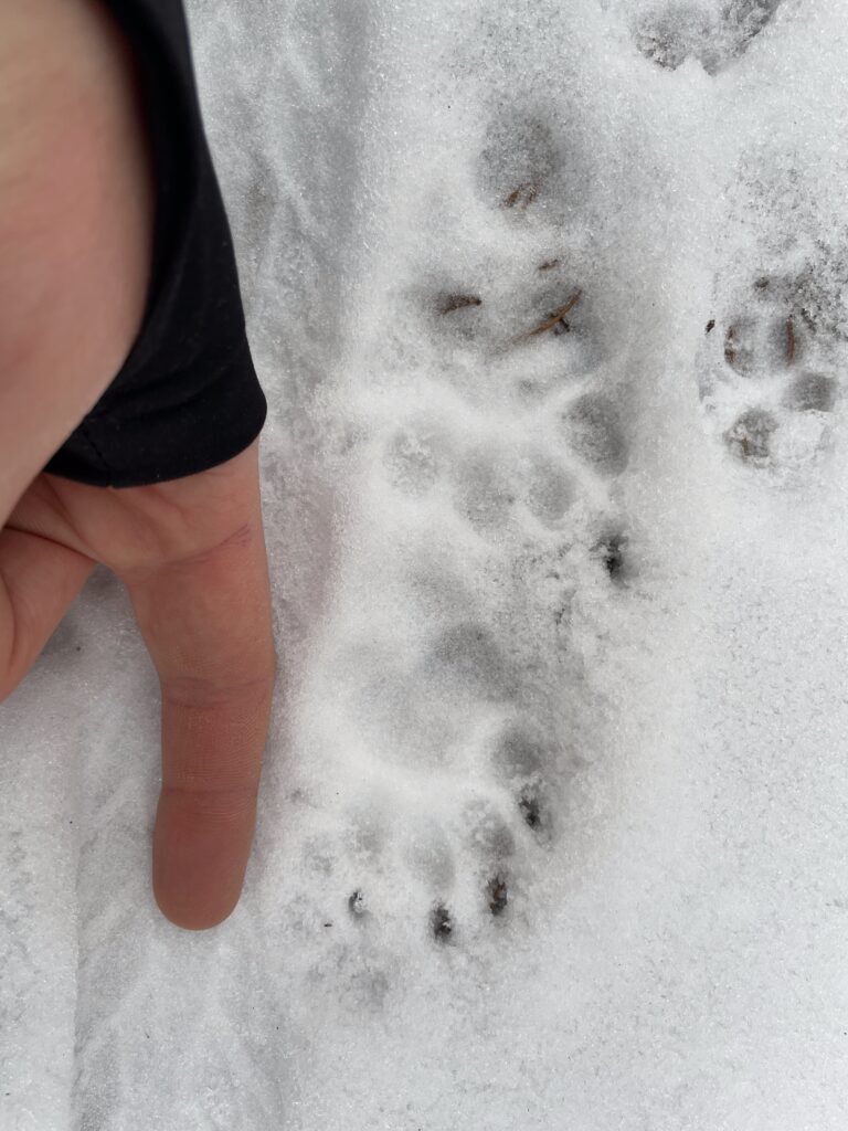 Spurensuche im Schnee