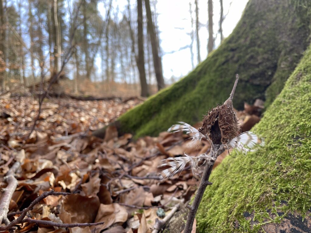 Kleine Wunder am Waldboden